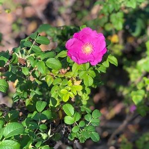 Meet your Posher, Syd